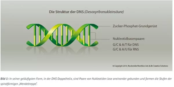 Die Struktur der DNS