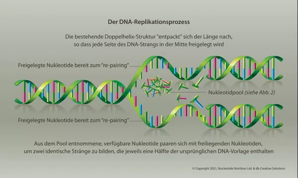 Der DNA-Replikationsprozess