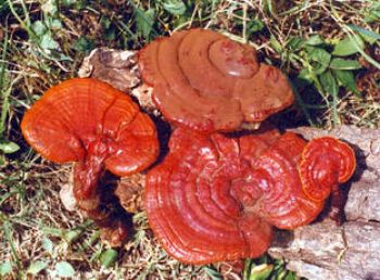 Preview: Reishi Ling Zhi Extrakt Pilz 60 Kapseln Preview: Reishi glänzender Lackporling Pilz