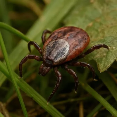 Zecke im Gras